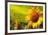 Tuscany Sunflowers-ZoomTeam-Framed Photographic Print