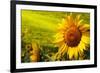 Tuscany Sunflowers-ZoomTeam-Framed Photographic Print