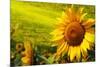 Tuscany Sunflowers-ZoomTeam-Mounted Photographic Print