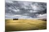 Tuscany, Val D'Orcia, Italy. Cypress Trees in a Yellow Meadow Field with Clouds Gathering-Francesco Riccardo Iacomino-Mounted Photographic Print