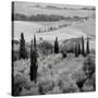 Tuscany VI-Alan Blaustein-Stretched Canvas