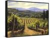 Tuscany Vines-Michael Swanson-Framed Stretched Canvas