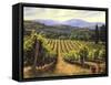 Tuscany Vines-Michael Swanson-Framed Stretched Canvas