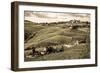 Tuscany Vineyard-Dan Ballard-Framed Photographic Print