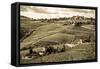 Tuscany Vineyard-Dan Ballard-Framed Stretched Canvas