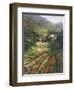 Tuscany Vineyard-Art Fronckowiak-Framed Art Print