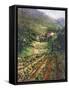 Tuscany Vineyard-Art Fronckowiak-Framed Stretched Canvas