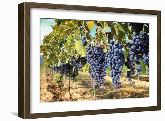 Tuscany Wine Grapes-ilfede-Framed Art Print