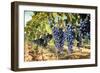 Tuscany Wine Grapes-ilfede-Framed Art Print