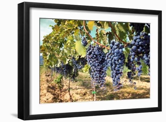 Tuscany Wine Grapes-ilfede-Framed Art Print