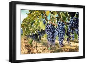 Tuscany Wine Grapes-ilfede-Framed Art Print