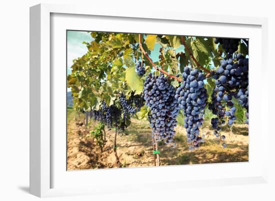 Tuscany Wine Grapes-ilfede-Framed Art Print