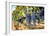 Tuscany Wine Grapes-ilfede-Framed Art Print