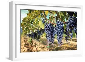 Tuscany Wine Grapes-ilfede-Framed Art Print