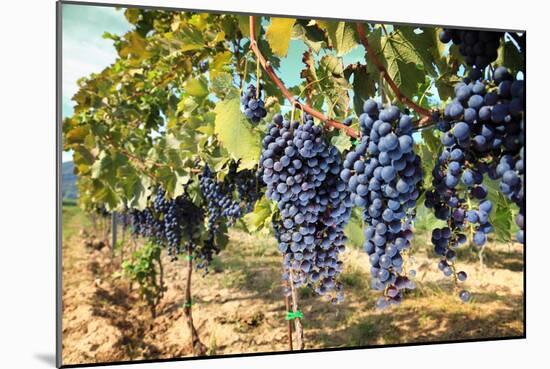 Tuscany Wine Grapes-ilfede-Mounted Art Print