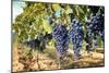 Tuscany Wine Grapes-ilfede-Mounted Art Print