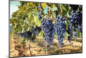 Tuscany Wine Grapes-ilfede-Mounted Art Print