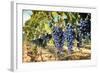 Tuscany Wine Grapes-ilfede-Framed Art Print