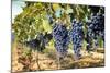 Tuscany Wine Grapes-ilfede-Mounted Art Print