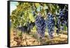 Tuscany Wine Grapes-ilfede-Framed Stretched Canvas