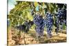 Tuscany Wine Grapes-ilfede-Stretched Canvas