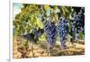 Tuscany Wine Grapes-ilfede-Framed Art Print