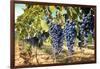 Tuscany Wine Grapes-ilfede-Framed Art Print