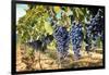 Tuscany Wine Grapes-ilfede-Framed Art Print