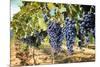 Tuscany Wine Grapes-ilfede-Mounted Art Print