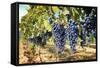 Tuscany Wine Grapes-ilfede-Framed Stretched Canvas