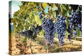 Tuscany Wine Grapes-ilfede-Stretched Canvas