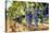 Tuscany Wine Grapes-ilfede-Stretched Canvas