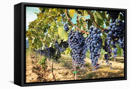 Tuscany Wine Grapes-ilfede-Framed Stretched Canvas