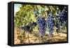 Tuscany Wine Grapes-ilfede-Framed Stretched Canvas