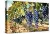 Tuscany Wine Grapes-ilfede-Stretched Canvas