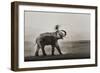 Tusker Dust Bath-Ganesh H Shankar-Framed Photographic Print