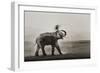 Tusker Dust Bath-Ganesh H Shankar-Framed Photographic Print