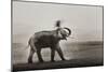 Tusker Dust Bath-Ganesh H Shankar-Mounted Photographic Print