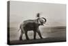 Tusker Dust Bath-Ganesh H Shankar-Stretched Canvas