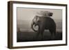 Tusker in Rain-Ganesh H Shankar-Framed Photographic Print