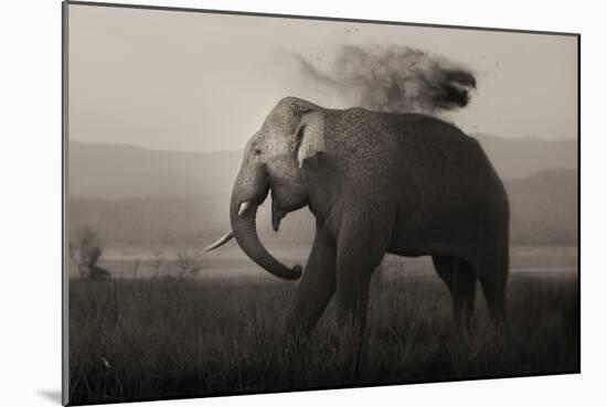 Tusker in Rain-Ganesh H Shankar-Mounted Photographic Print