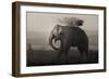 Tusker in Rain-Ganesh H Shankar-Framed Premium Photographic Print