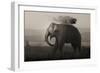 Tusker in Rain-Ganesh H Shankar-Framed Premium Photographic Print