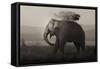 Tusker in Rain-Ganesh H Shankar-Framed Stretched Canvas