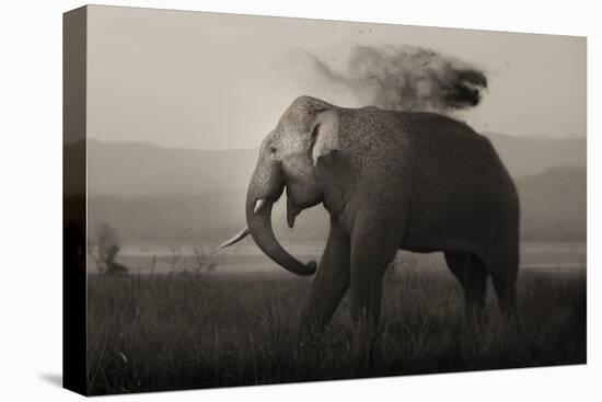 Tusker in Rain-Ganesh H Shankar-Stretched Canvas