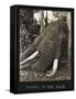 Tusks 70 Lbs Each, c.1930-null-Framed Stretched Canvas