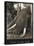 Tusks 70 Lbs Each, c.1930-null-Stretched Canvas