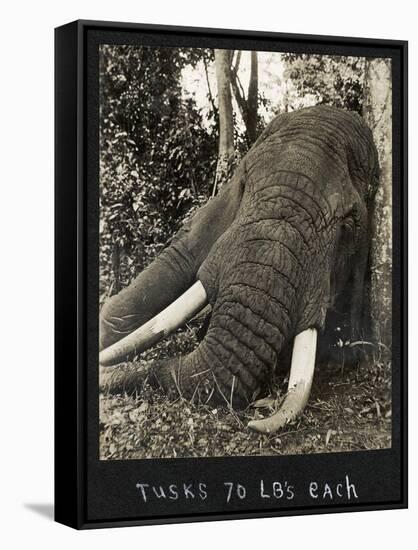 Tusks 70 Lbs Each, c.1930-null-Framed Stretched Canvas