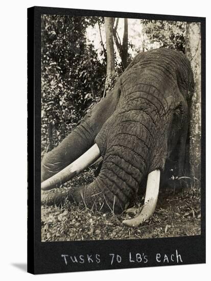 Tusks 70 Lbs Each, c.1930-null-Stretched Canvas