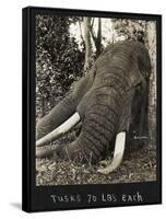 Tusks 70 Lbs Each, c.1930-null-Framed Stretched Canvas